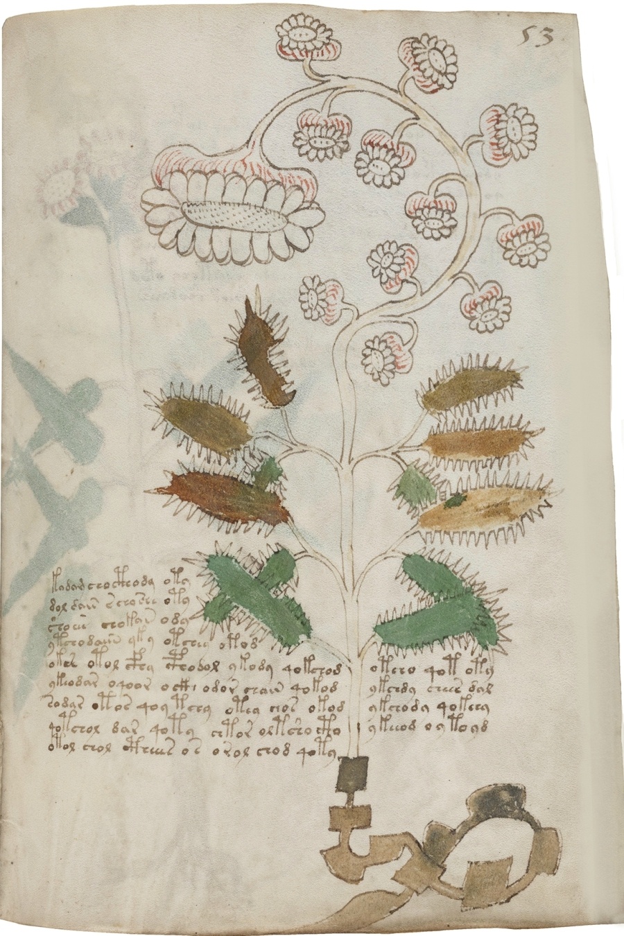 imagen 1 de Siloé recrea en edición facsimilar el Manuscrito Voynich.