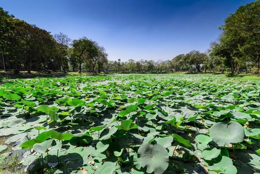 imagen 3 de El lago Kandawgyi, un imprescindible en Myanmar.