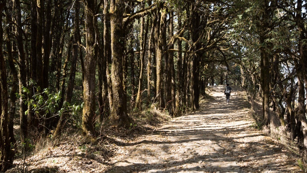 imagen de Caminos