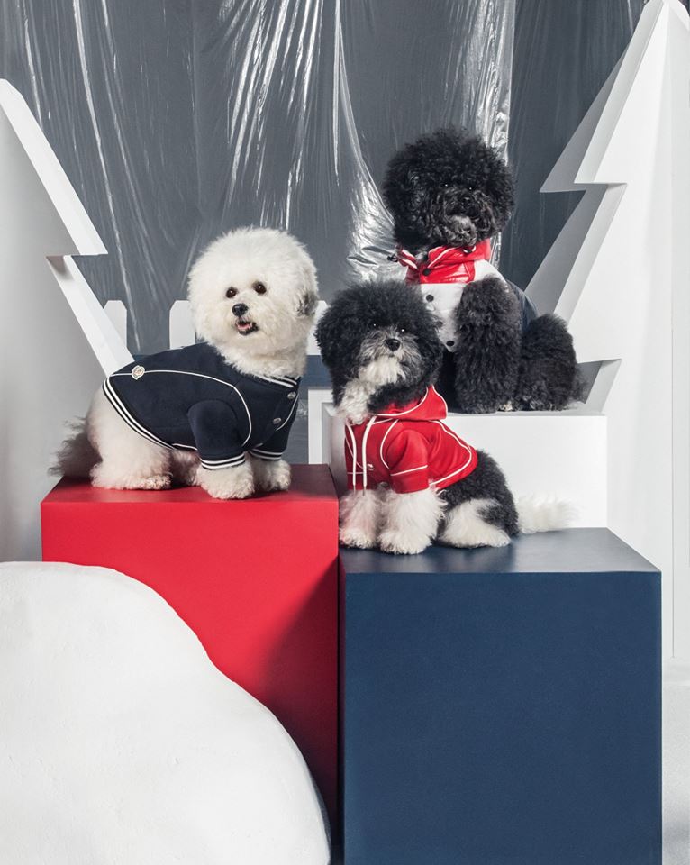 imagen 2 de Moncler Poldo Dog Couture, porque tu mascota merece un abrigo.