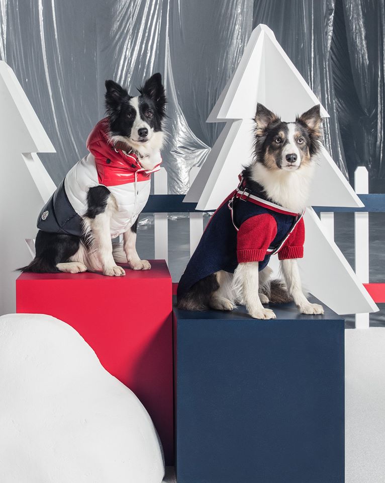 imagen 3 de Moncler Poldo Dog Couture, porque tu mascota merece un abrigo.