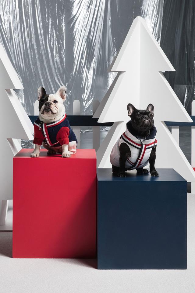 imagen 1 de Moncler Poldo Dog Couture, porque tu mascota merece un abrigo.