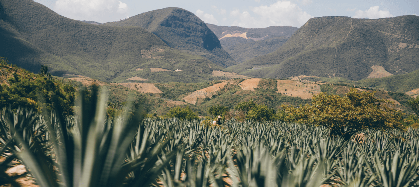 imagen 4 de Dos hombres y un mezcal.