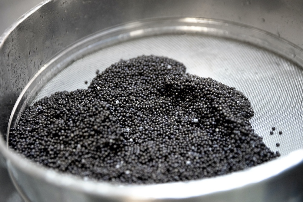 imagen 4 de Más esturiones Beluga para Caviar Riofrío.