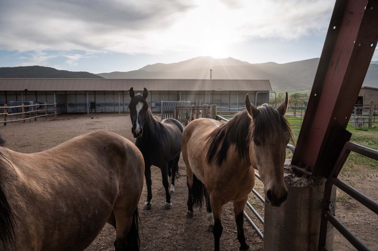 imagen 2 de Horse Whisper Ranch: se vende el rancho en el que Robert Redford susurraba a los caballos.