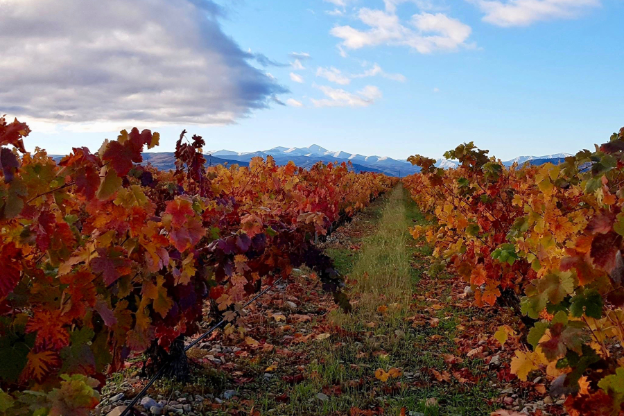 imagen 6 de Finca La Emperatriz: un viñedo singular con vistas a la sierra de la Demanda.