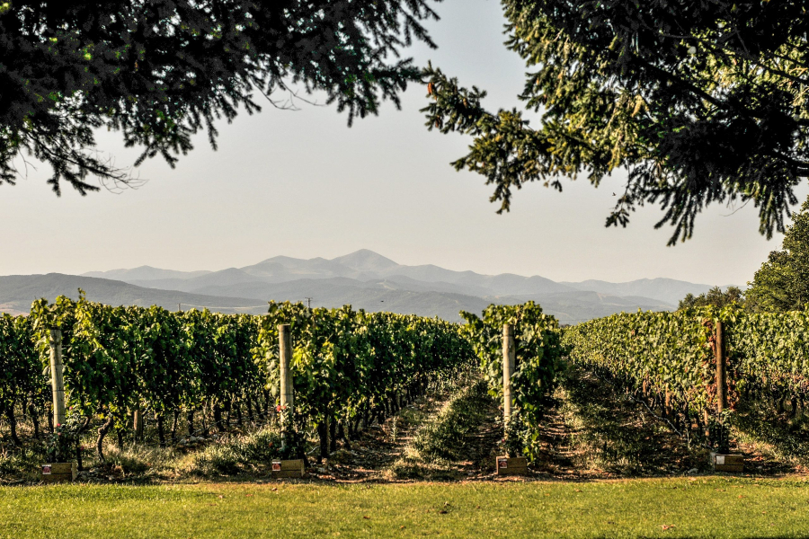 imagen 2 de Finca La Emperatriz: un viñedo singular con vistas a la sierra de la Demanda.