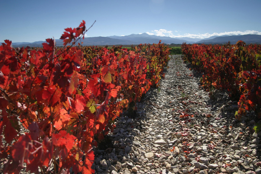 imagen 7 de Finca La Emperatriz: un viñedo singular con vistas a la sierra de la Demanda.