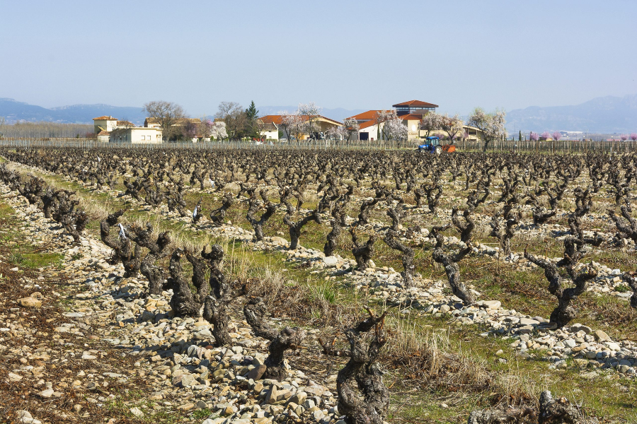 imagen 8 de Finca La Emperatriz: un viñedo singular con vistas a la sierra de la Demanda.