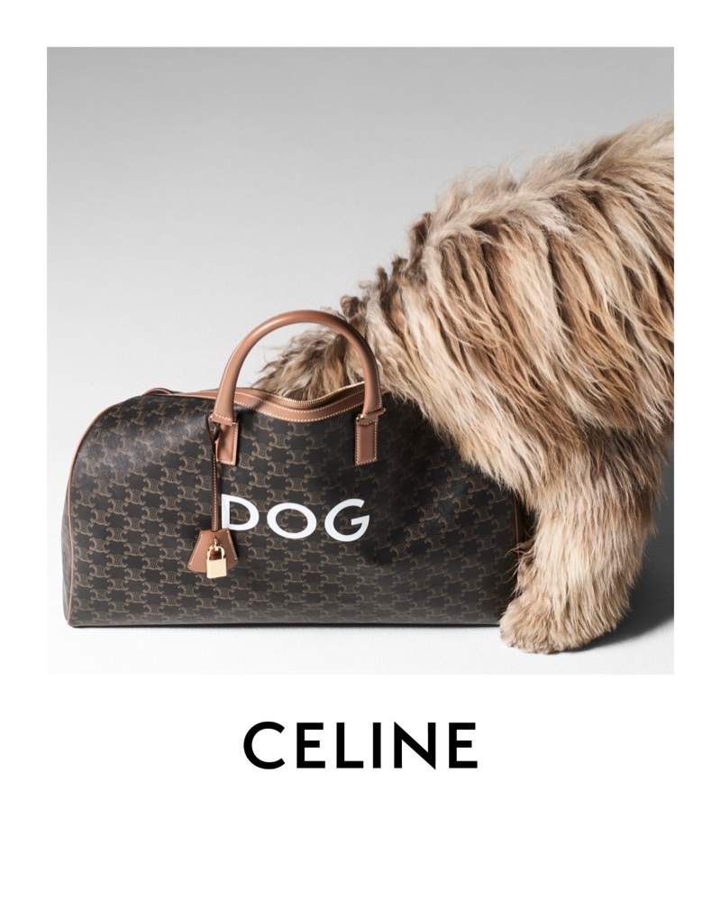imagen 4 de Elvis, el perro de Hedi Slimane, protagoniza la nueva campaña y línea de complementos de Celine.
