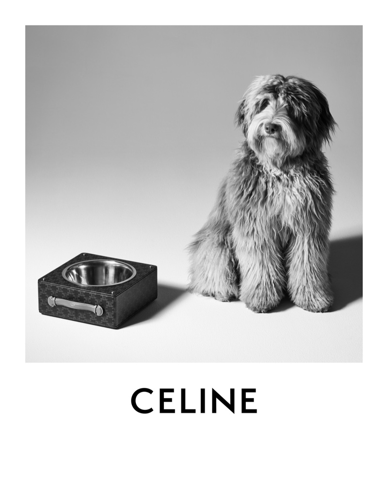 imagen 2 de Elvis, el perro de Hedi Slimane, protagoniza la nueva campaña y línea de complementos de Celine.