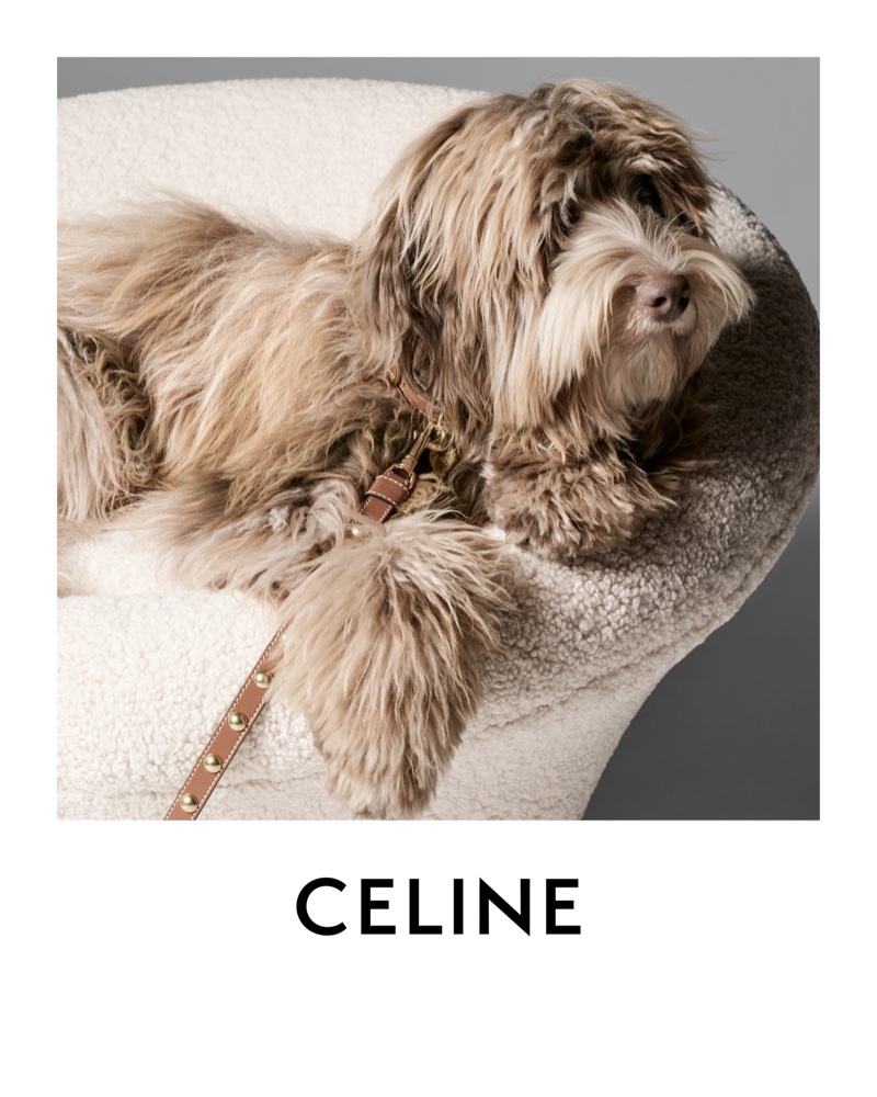 imagen 3 de Elvis, el perro de Hedi Slimane, protagoniza la nueva campaña y línea de complementos de Celine.