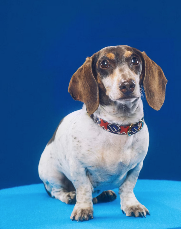 imagen 14 de Gucci Pet Collection: Gucci también es para perros y gatos…