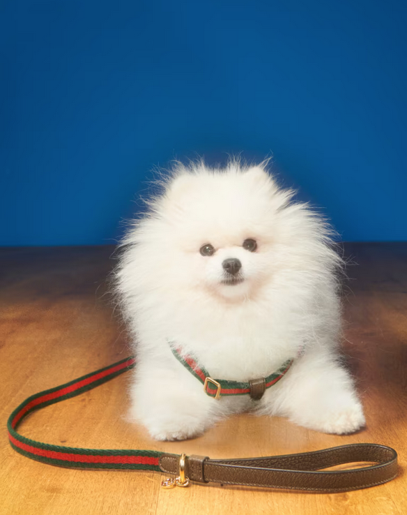 imagen 15 de Gucci Pet Collection: Gucci también es para perros y gatos…