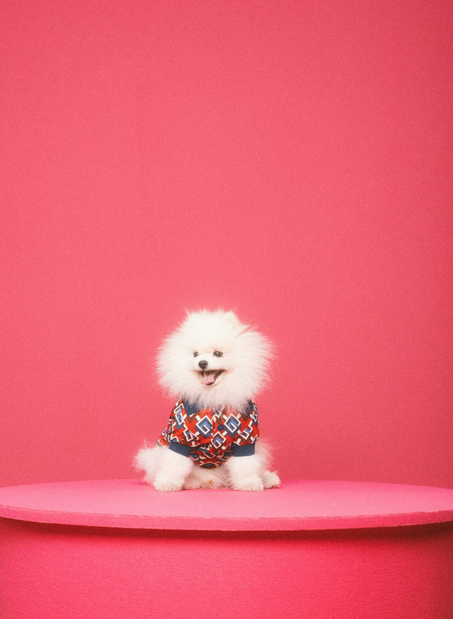 imagen 18 de Gucci Pet Collection: Gucci también es para perros y gatos…