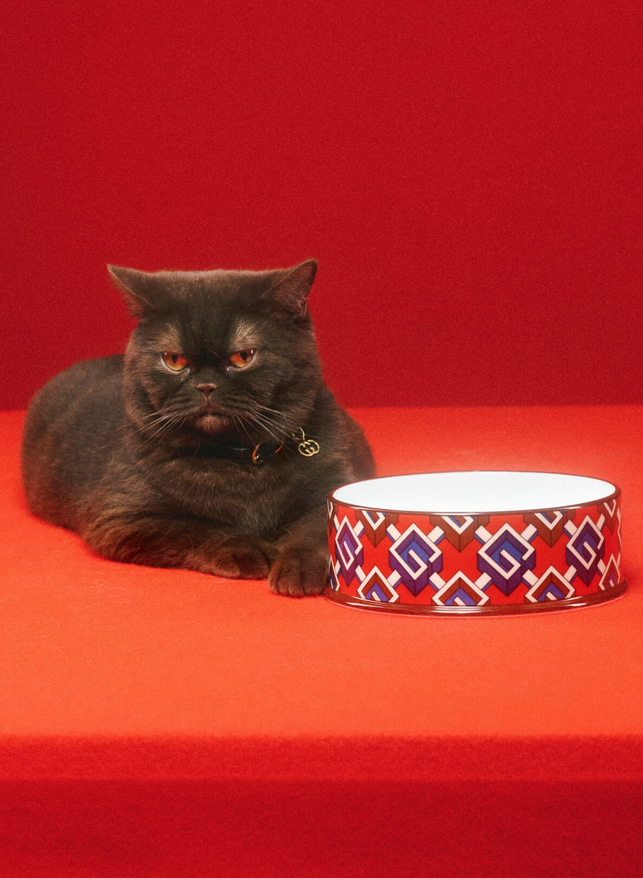 imagen 20 de Gucci Pet Collection: Gucci también es para perros y gatos…