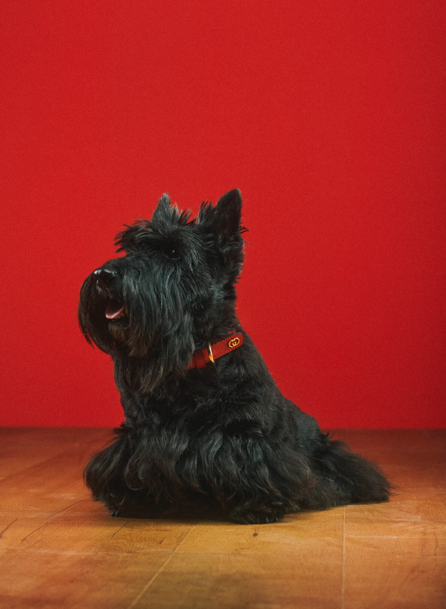 imagen 25 de Gucci Pet Collection: Gucci también es para perros y gatos…