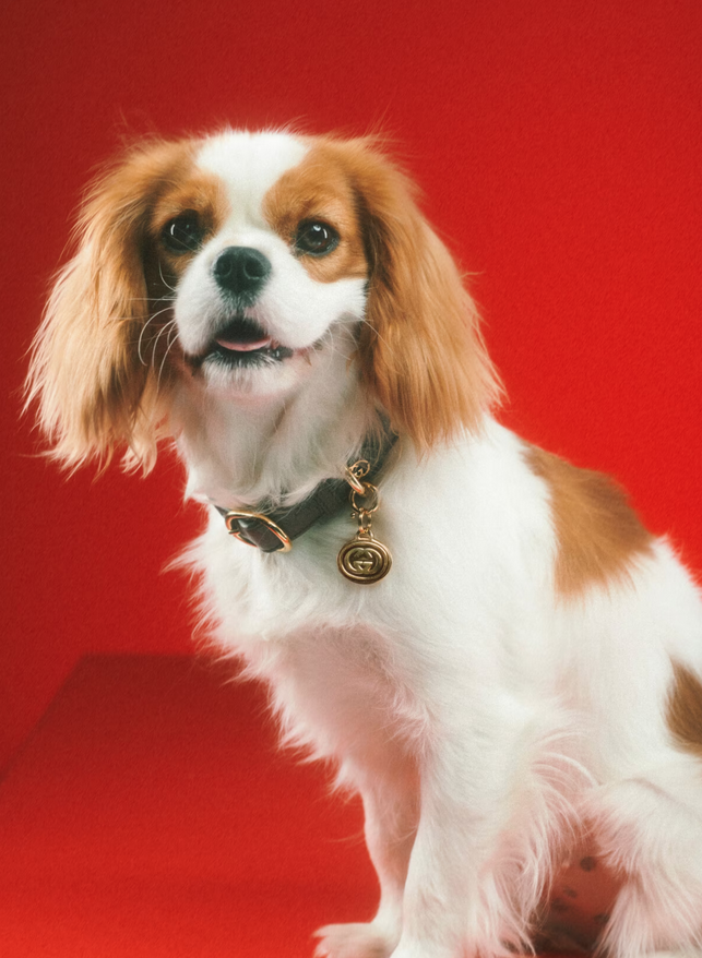 imagen 2 de Gucci Pet Collection: Gucci también es para perros y gatos…