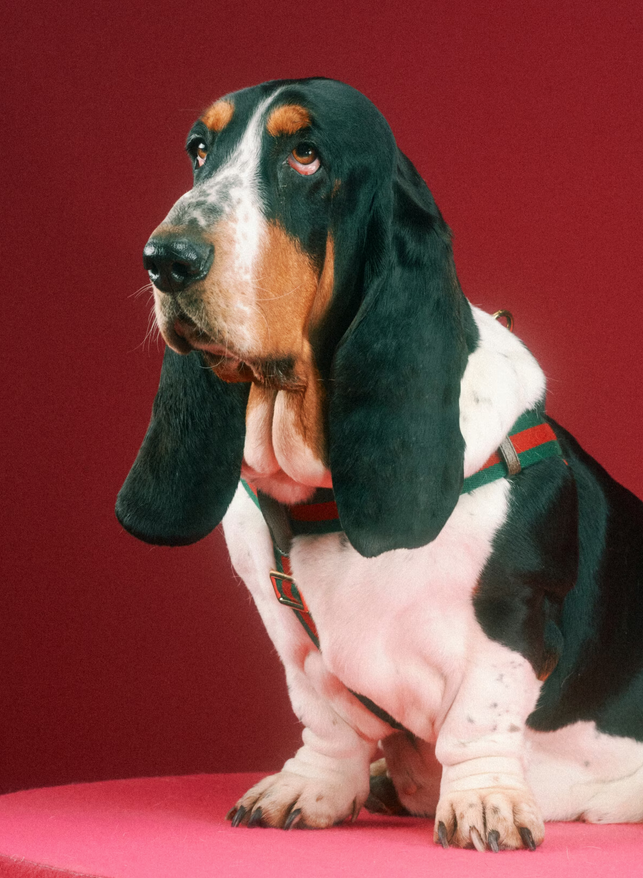 imagen 6 de Gucci Pet Collection: Gucci también es para perros y gatos…