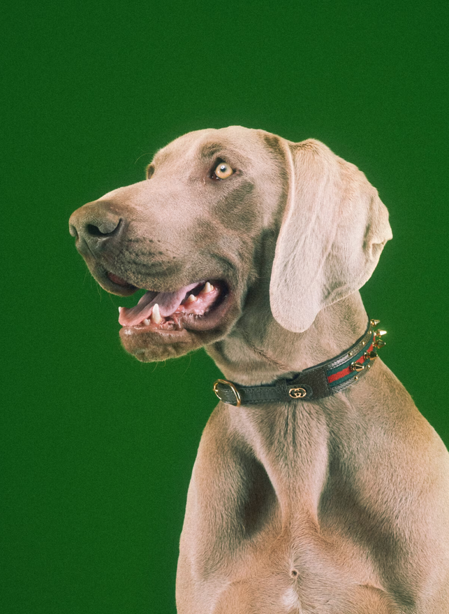 imagen 8 de Gucci Pet Collection: Gucci también es para perros y gatos…