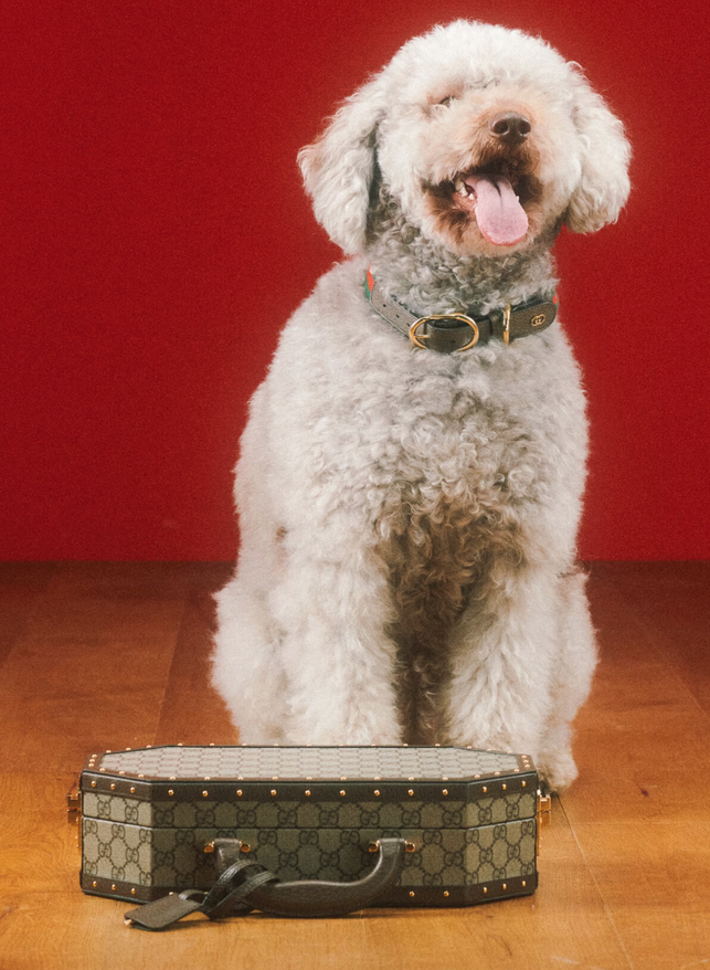 imagen 9 de Gucci Pet Collection: Gucci también es para perros y gatos…