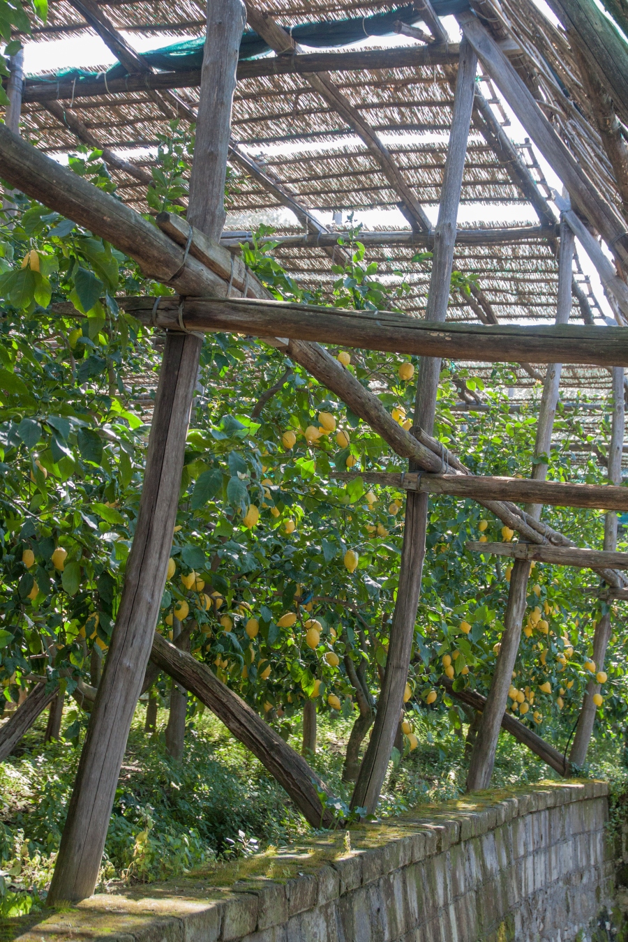 imagen 8 de Le Grottelle es una fiesta. La del limón de Sorrento y el limoncello Villa Massa.