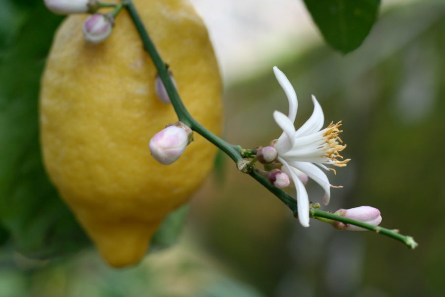 imagen 1 de Le Grottelle es una fiesta. La del limón de Sorrento y el limoncello Villa Massa.