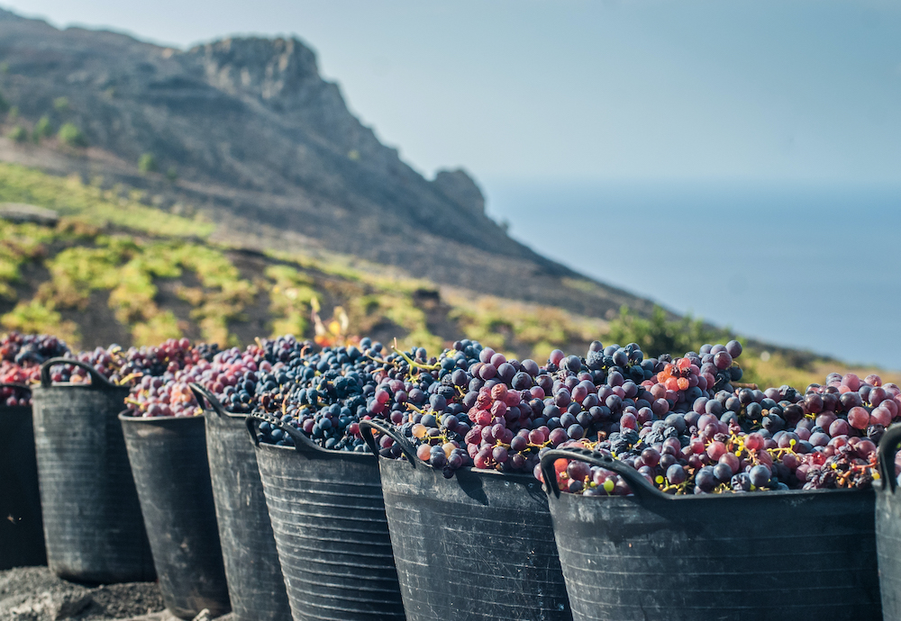 imagen 3 de Los vinos palmeros son el néctar de los dioses.