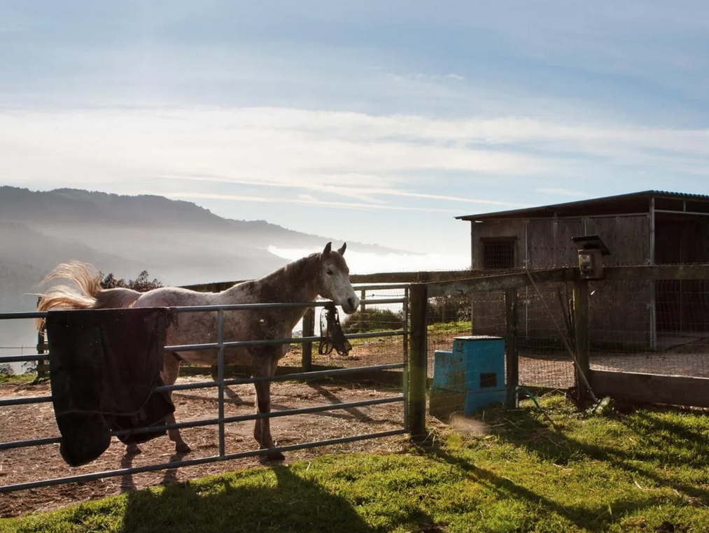 imagen 11 de Annie Leibovitz vende su granja en Bolinas.